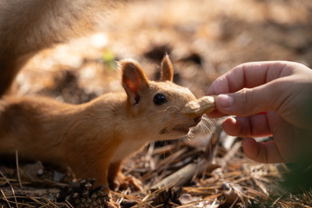 Squirrel in  forest eats nuts from  hand.