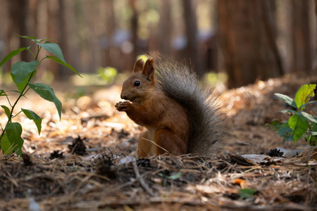 Squirrel in forest is gnawing on pine cones.