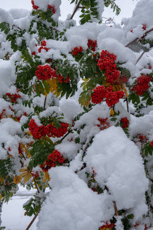 Red rowan berries on  branch covered with snow in   winter.の写真素材