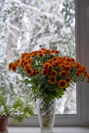 Bouquet  orange chrysanthemums on windowsill with   white winter background.の写真素材