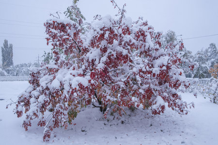 Red tree covered with snow in winter forest.