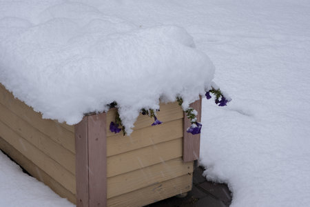 Snow covered wooden box with flowers in   garden.の写真素材