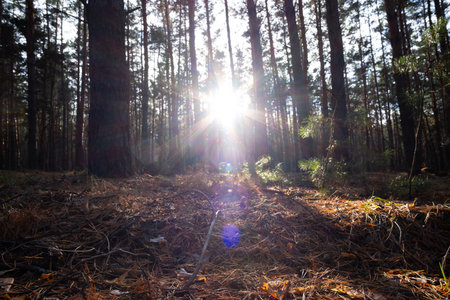 Birch with yellow leaves in an autumn forest view from below.の写真素材