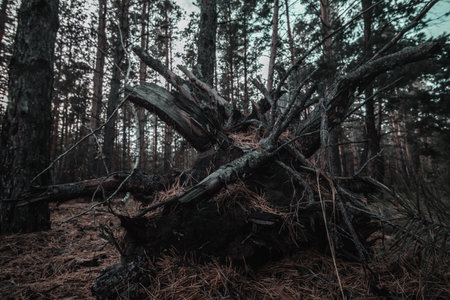 Fallen tree in the pine forest. Nature background. Toned.