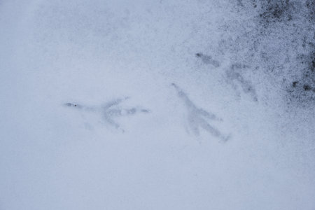 Bird tracks on fresh fallen snow.の写真素材