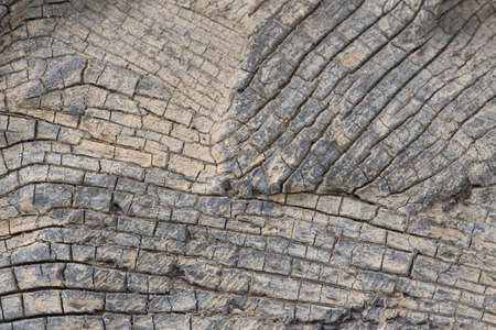 the surface of the tree caused the water long immerse
