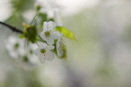 cherry flowers close-up on a light green backgroundの写真素材