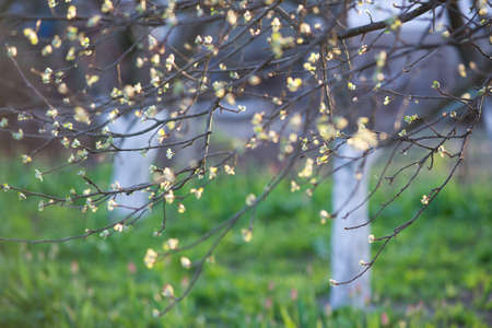 cherry flowers middle plan green and white backgroundの写真素材