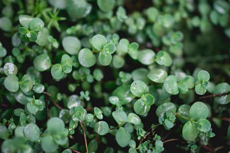 Hylotelephium sieboldii October stonecrop succulentus close-up