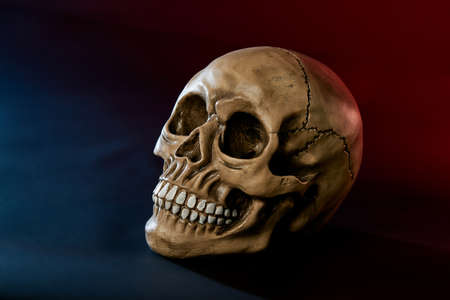 human skull on dark background for halloween close upの写真素材