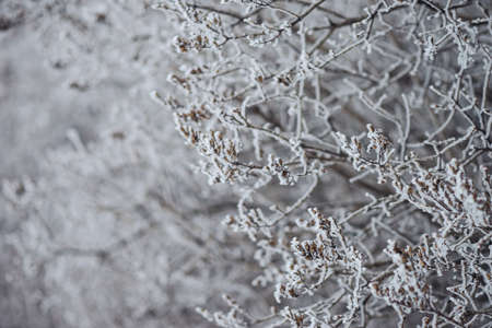 trees in hoarfrost medium and close-up for the backgroundの写真素材