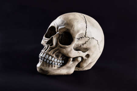 human skull on dark background for halloween close upの写真素材