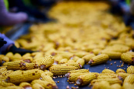sorting corn close-up on the conveyorの写真素材