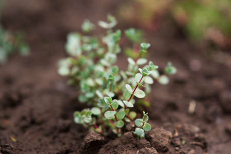 Hylotelephium sieboldii October stonecrop succulentusの写真素材