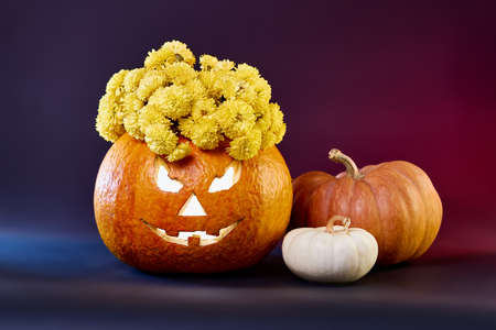 halloween still life with three light and orange pumpkins with a glowing face jack o lantern with a blue and red backgroundの写真素材