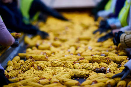 sorting corn close-up on the conveyorの写真素材