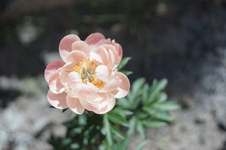 pink peony closeup visible stamensの写真素材