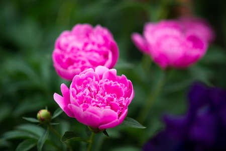 bush of pink peonies close-upの写真素材
