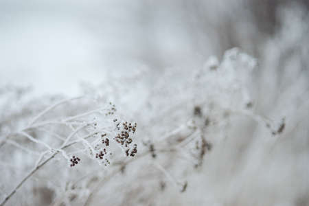 dry weeds in hoarfrost closeup in winterの写真素材