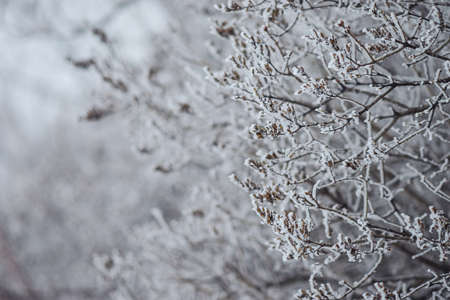 trees in hoarfrost medium and close-up for the backgroundの写真素材