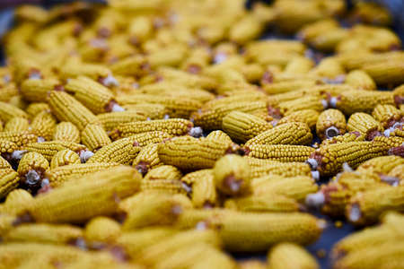 sorting corn close-up on the conveyorの写真素材