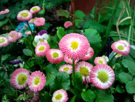 Flowers like Hats in the bushesの写真素材