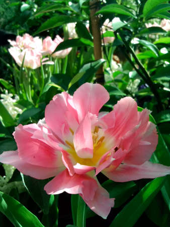Pink Tulip with Open Palletsの写真素材