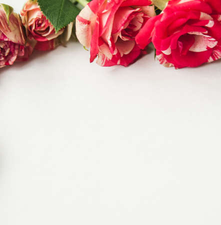 square greeting card with roses on white backgroundの写真素材