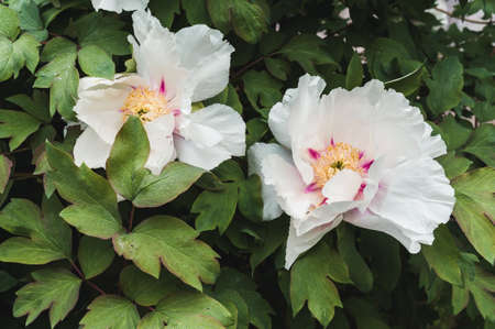 Large flowers on a Bush tree peonyの写真素材