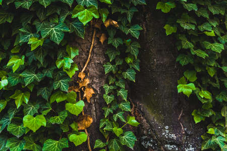 Ivy leaves on a textured old tree trunkの写真素材