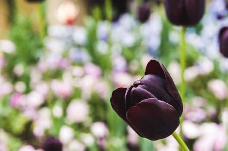 Bud black Tulip on background of flowering lawnの写真素材