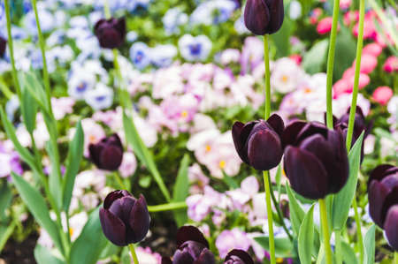 Black tulips on background of flowering flower bedsの写真素材