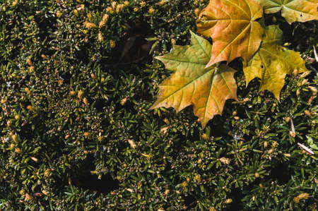 the Orange maple leaves fallen on a hedgeの写真素材