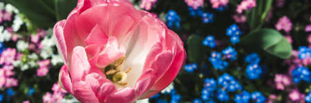 Bud of a Tulip on the background of blooming forget-me-notsの写真素材