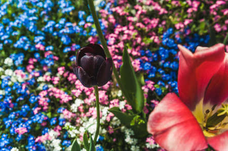 Bud black Tulip on the background of blooming forget-me-notsの写真素材