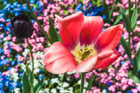 Bud pink Tulip on the background of blooming forget-me-nots