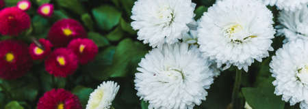 Red and white chrysanthemums on a background of green grassの写真素材