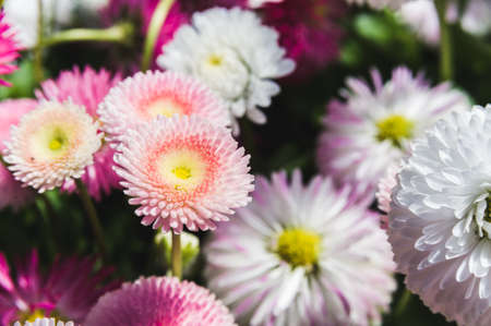 a scattering of white, pink and red flowers on a green lawnの写真素材
