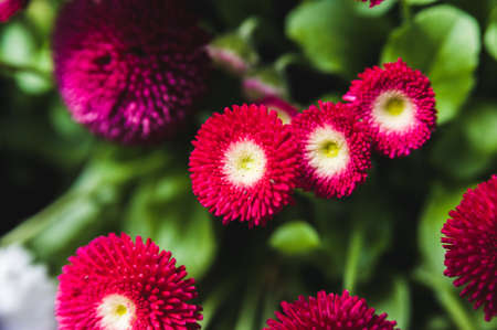 the Red flowers on a background of lush greenの写真素材