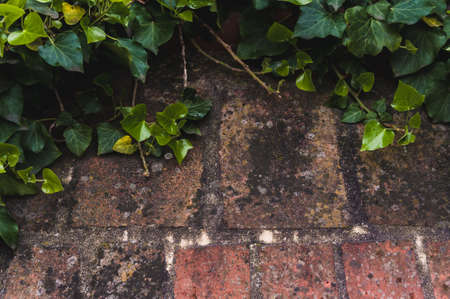 Branches creeping plants on old stone background