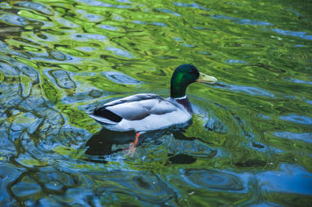 One duck swims in the sparkling waterの写真素材