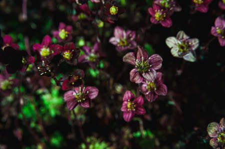 a Background of little purple flowers. Macro shootingの写真素材