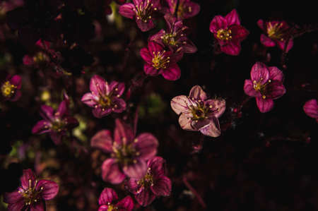 a Background of little purple flowers. Macro shootingの写真素材