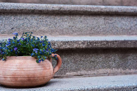Small blue flowers in a clay pot on an old ladderの写真素材