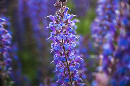 Lavender flowers in macro photography at sunset lightの写真素材