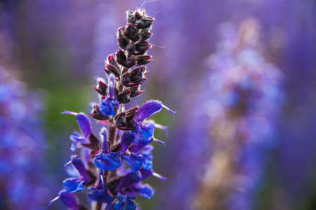 Lavender flowers in macro photography at sunset lightの写真素材