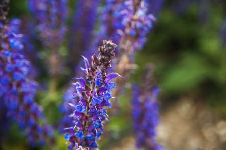 Lavender flowers in macro photography at sunset light