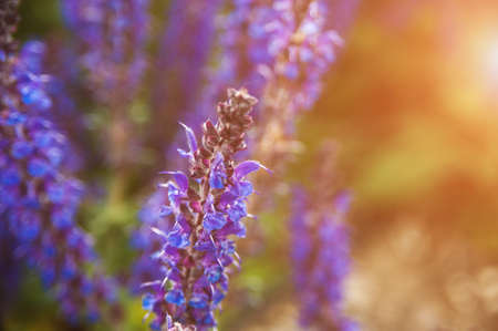 Lavender flowers in macro photography at sunset lightの写真素材