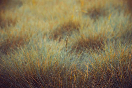 lonely spike on a soft yellow-green grassの写真素材
