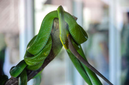 green snake on a tree. Snake farm in Thailand.の写真素材